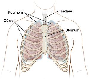 Poumons, trachée, côtes, sternum