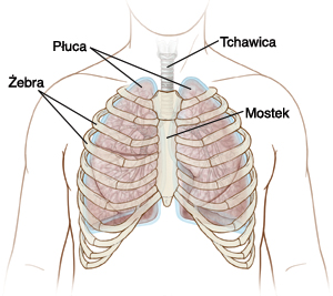 Ilustracja klatki piersiowej pokazująca położenie żeber, mostka, tchawicy i płuc.