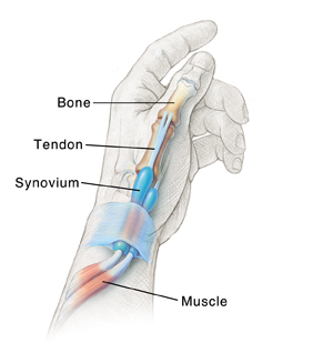 Inside view of thumb showing bone, tendon, synovium, and muscle.