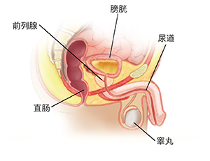 图示男性盆腔的解剖结构,着重显示膀胱、直肠、前列腺、睾丸和尿道