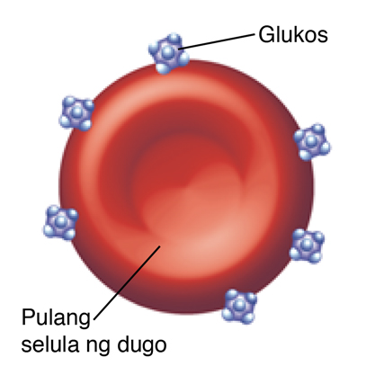 Pulang selula ng dugo na may mga molekula ng glukos na nakadikit dito.