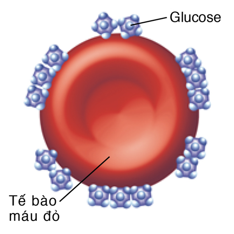 Hồng huyết cầu có nhiều phân tử glucose bám vào nó.