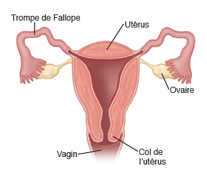 Trompe de Fallope, utérus, ovaire, vagin, col de l'utérus