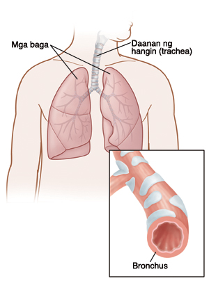 Mga baga, Daanan ng hangin (trachea), Bronchus